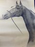 Pencil Drawing Of A Horse - 1971