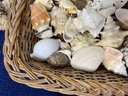 Bundle Of Seashells