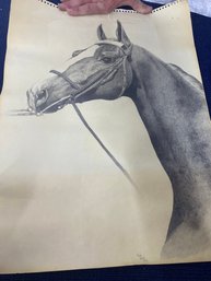 Pencil Drawing Of A Horse - 1971