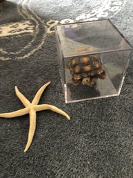 Turtle And Starfish