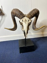 Skull & Horns-18T