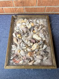 Shadow Box Of Seashells