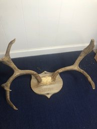 Antlers 1961-22 X 18.5