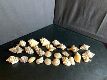 Fancy Shells
