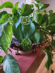 Live Pothos Plant In Vintage Ceramic Pot