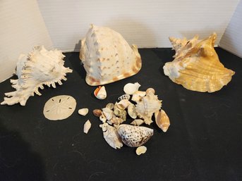 Seashells, Many Vintage & Collected Overseas, Starfish, Conch