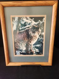 Glenn Amstutz Print Of Lynx, Matted & Framed, Wall Accents Art, Colorado Artist Photographer