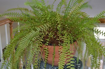 Healthy Boston Fern Live Plant With Pot