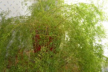 Giant Asparagus Live Fern Houseplant Who's Loving Life, Plant, Plants