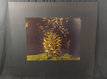 Exotic Flower Photographic Print