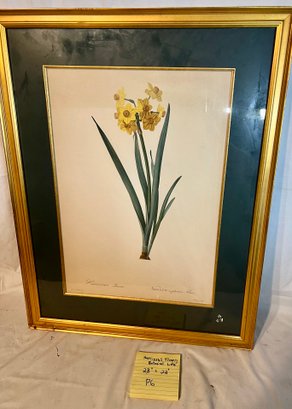 P-6 Narcissus Botanical Litho Print In Gilt Frame, 28'xz22'