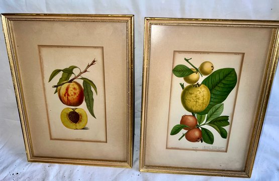 O-1 Lot Of 2 Botanical Fruit Still Life Lithographs, Each In A 14'x10' Frame