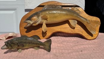 2 Taxidermy Fish Mounts Incl A Large Walleye Fish And A  Freestanding Large Mouth Bass, 27' Long