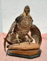 Stuffed Ruffled Grouse Taxidermy Piece Of Bird On A Prank On A Finished Wood Base, 12' Ht