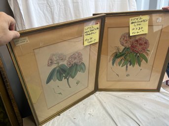 T2-7 Pair Of Hand Colored Botanical Lithos, 'Rhododendrons' In 24'x19' Frames