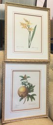 Vintage Botanical And Fruit Print