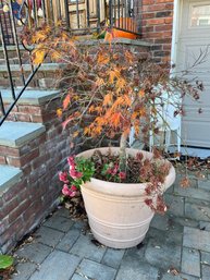 Potted Japanese Maple Tree 1 Of 2