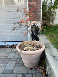 Potted Japanese Maple Tree 2 Of 2