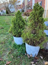 Two Potted Evergreen Trees