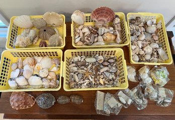 Huge Collection Of Shells