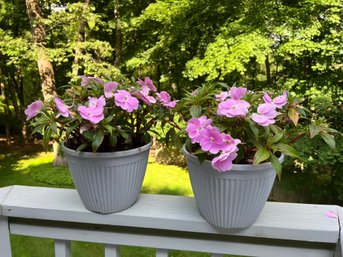 Live Flowers In Plastic Flower Pots