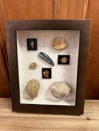 Orthaceras, Ammonite, Mosasaur, Clypius Ploti Pound Stone And Trilobite 100 Million Years Old Fossils