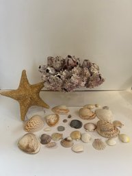Natural Purple Barnacle Cluster, Starfish And Shells