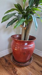 Large Glazed Ceramic Pot With Rust/maroon Hues And Faux Dracaena Fragrans Plant