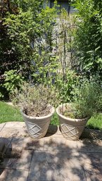 Pair Of Plastic Outdoor Planters With Two Metal Trellis In The Shape Of Tree And Butterflies