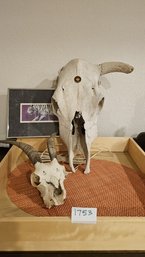 Unique Skull Collection Including Goat(?) And Cow Skull Plus A Beautiful 8 X 10 Print Titled Tiger Walk.