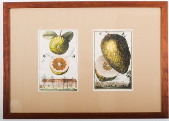 Johann Volckamer 18th Century Cedar Prints