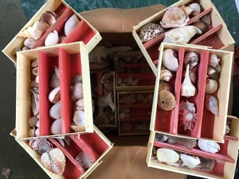 Large Assorted Speciman Seashell Collection
