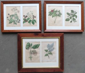 Six Hand Colored Wild Flower Prints, Late 18th To Early 19th Century. Two Each Mounted In 3 Frames, All In Ver