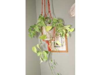 Hanging Flower Pot (2)