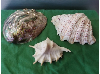 Three Large Seashells