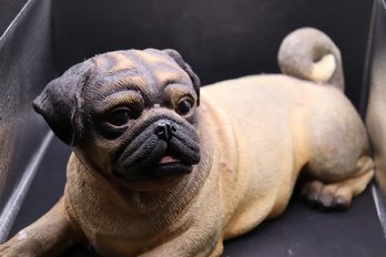 118 Pug