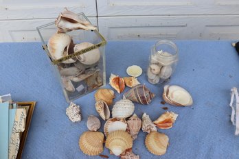 Variety Of Seashells - 116