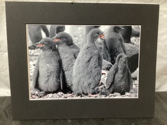 Cara M Sucher Photograph Of Adelie Penguins Chicks Antarctica