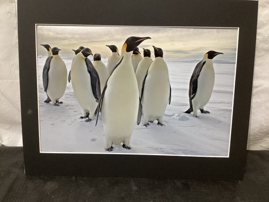 Cara M Sucher Photograph Of Emperor Penguins Antarctica