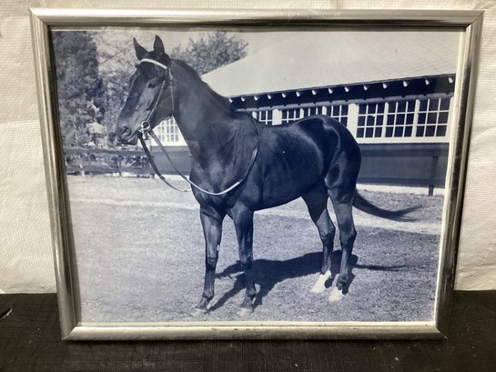 Kelso 5x's Horse Of The Year At Belmont Photograph