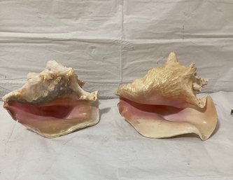 2 Large Conch Shells