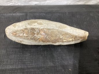 Fish Fossil Slab