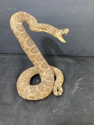 Rattle Snake Taxidermy
