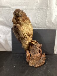 Taxidermy: Falcon - Hawk On  Stand