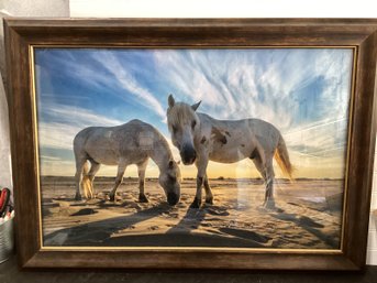 Photo Of The Camargue Horse