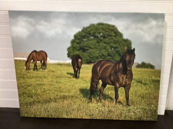 Horses In Field Print On Canvas DBA/through The Eyes Of David Signed