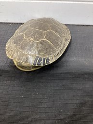 Vintage Turtle Shell