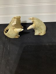 Animal Skull And Teeth