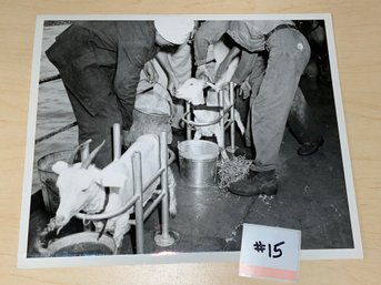 1946 Atom Bomb Test Goats Press Photo - Bikini Atoll 'Operation Crossroads'