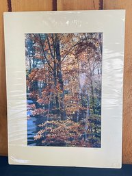 'A Walk In The Woods - Litchfield County, CT' Matted Photo Print - Richard Andrew